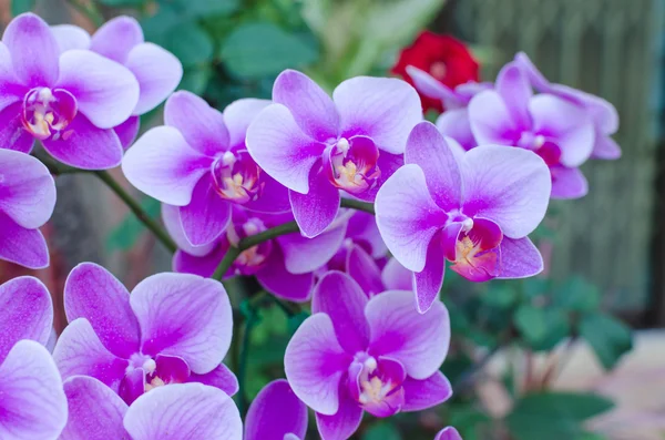 Bella orchidea viola phalaenopsis — Foto Stock