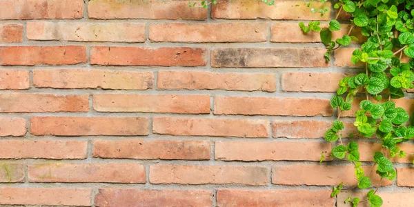 Background of brick wall texture — Stock Photo, Image