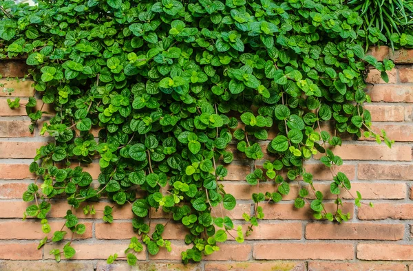 Background of brick wall texture — Stock Photo, Image