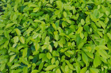 yaprak yeşil arka plan