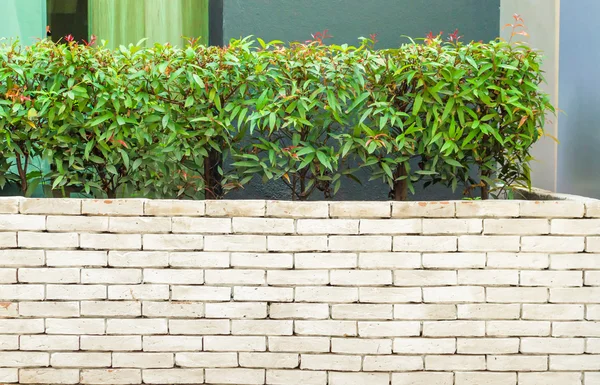 De prachtige decoratieve plant op de moderne muur — Stockfoto