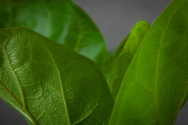 Yaprağında çiy olan parlak yeşil yaprağın yakın çekimi.