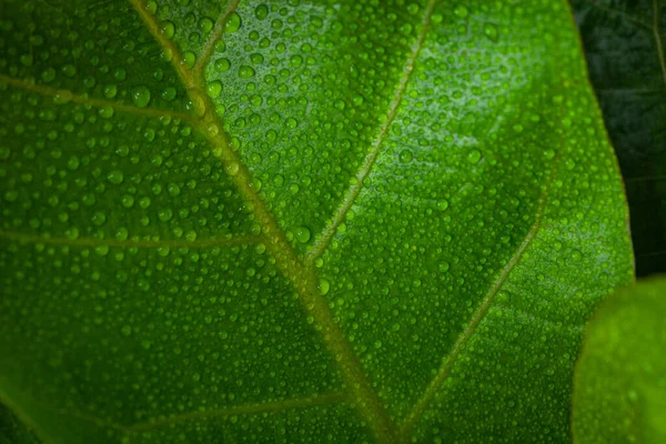Närbild Ljusa Gröna Löv Med Dagg Löv — Stockfoto