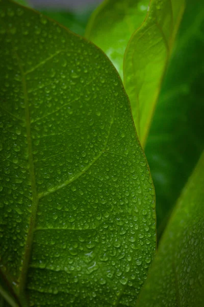 Primo Piano Foglia Verde Vivo Con Rugiada Foglia — Foto Stock