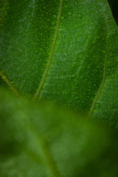 Gros Plan Feuille Vert Vif Avec Rosée Sur Feuille — Photo