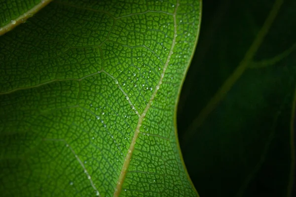 Close Bright Green Leaf Dew Leaf — Foto Stock