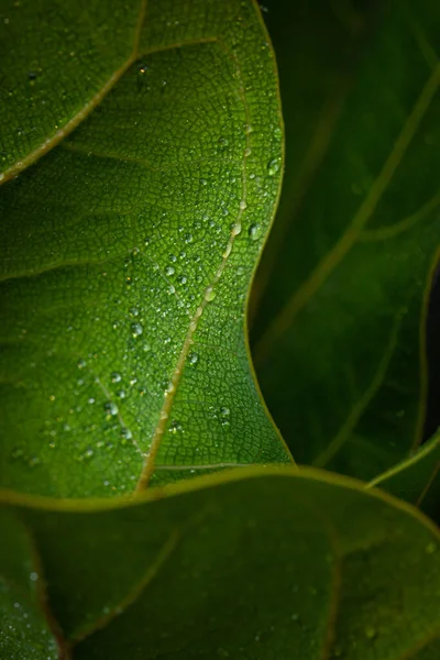 Yaprağında çiy olan parlak yeşil yaprağın yakın çekimi.