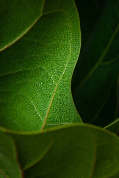 Close Bright Green Leaf Dew Leaf — ストック写真