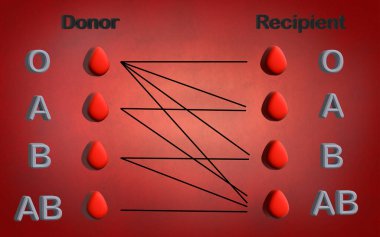 Alıcı ve Donör. Kan grupları (A, B, AB, O). Kan bağışlamak ve almak için gruplar arasında belirli bir uyumluluk vardır. 3B illüstrasyon