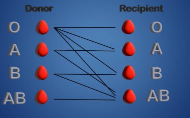 Alıcı ve Donör. Kan grupları (A, B, AB, O). Kan bağışlamak ve almak için gruplar arasında belirli bir uyumluluk vardır. 3B illüstrasyon