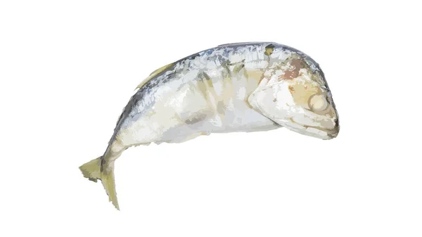 Frische Makrele Isoliert Auf Weißem Hintergrund Frischer Makrelenfisch Isoliert Makrelenfisch — Stockfoto