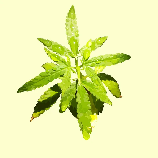 Marihuana Sämlinge Haben Einen Tropfen Wasser Kraut Grünes Blatt — Stockfoto