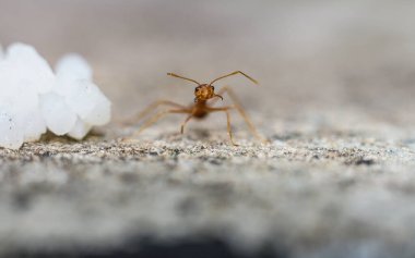 Kırmızı ithal ateş karıncaları, ateş karıncalarının hareketi