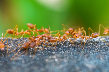 Kırmızı ithal ateş karıncaları, ateş karıncalarının hareketi