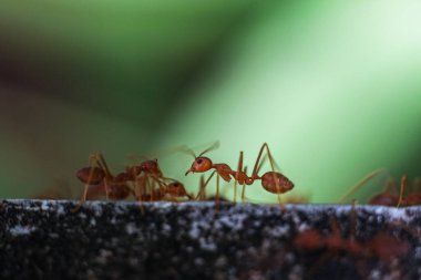 Kırmızı ithal ateş karıncaları, ateş karıncalarının hareketi