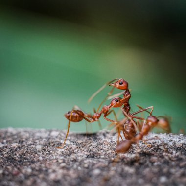 Kırmızı ithal ateş karıncaları, ateş karıncalarının hareketi