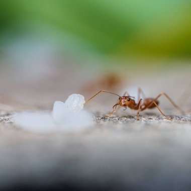 Kırmızı ithal ateş karıncaları, ateş karıncalarının hareketi