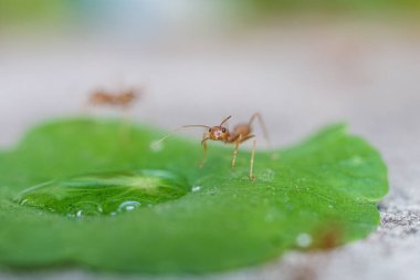 Kırmızı ithal ateş karıncaları, ateş karıncalarının hareketi