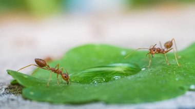 Kırmızı ithal ateş karıncaları, ateş karıncalarının hareketi