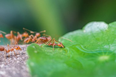 Kırmızı ithal ateş karıncaları, ateş karıncalarının hareketi