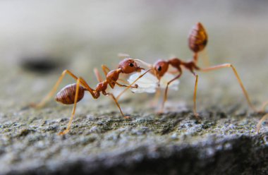 Red imported fire ant,Action of fire ant