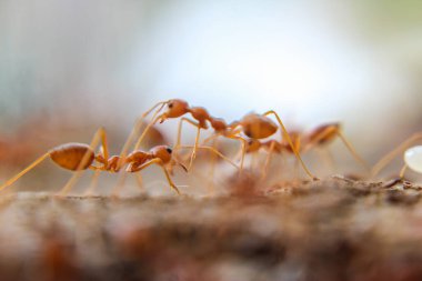 Kırmızı ithal ateş karıncaları, ateş karıncalarının hareketi