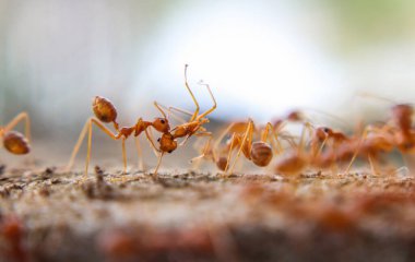 Kırmızı ithal ateş karıncaları, ateş karıncalarının hareketi