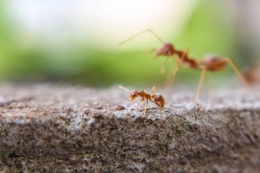 Kırmızı ithal ateş karıncaları, ateş karıncalarının hareketi