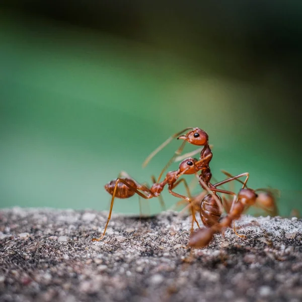 Kırmızı ithal ateş karıncaları, ateş karıncalarının hareketi