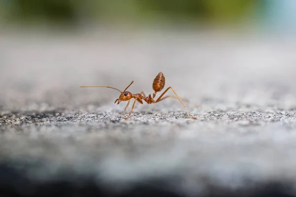 Red Imported Fire Ant Action Fire Ant — Foto Stock