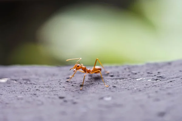 Red Imported Fire Ant Action Fire Ant — стоковое фото