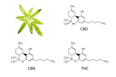 Esrar formülü CBD iskeleton.kenevir molekülü, esrar formülü moleküler kimyasal yapı cannabinoid illüstrasyonunu ayarlar