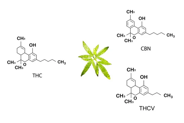 Cannabis Formel Cbd Skelett Cannabis Molekül Setzt Cannabis Formel Molekulare — Stockfoto