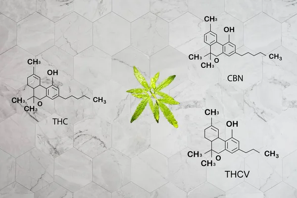 화학식 Cbd Scoveton Cannabis Cannabis 화학식 Cannabinoid Illustration — 스톡 사진