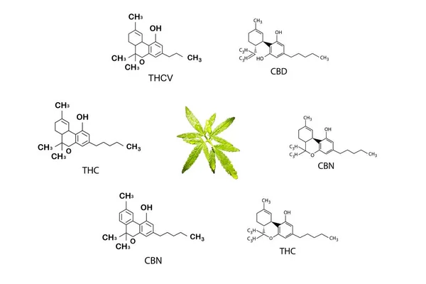Fórmula Cannabis Esqueleto Cbd Molécula Cannabis Establece Estructura Química Molecular —  Fotos de Stock