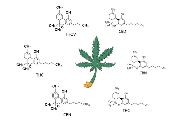 Fórmula Cannabis Esqueleto Cbd Molécula Cannabis Establece Estructura Química Molecular —  Fotos de Stock