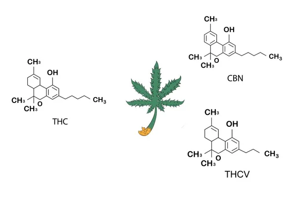 Fórmula Cannabis Esqueleto Cbd Molécula Cannabis Establece Estructura Química Molecular —  Fotos de Stock