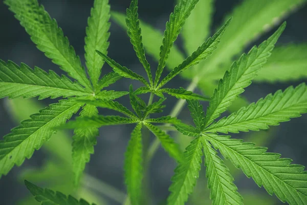 Marijuana Seedlings Have Drop Water Herb Green Leaf — Stockfoto