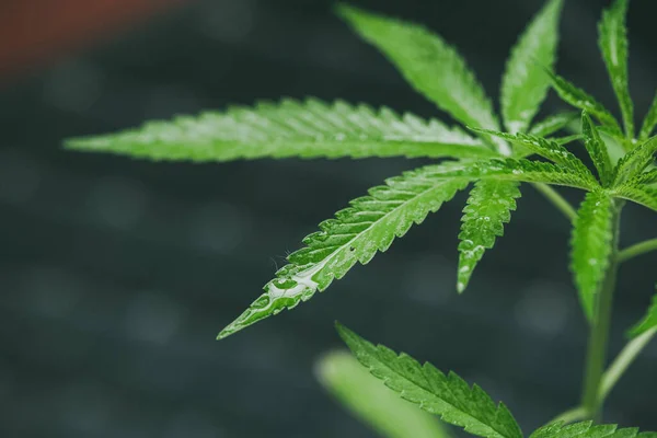 Marijuana Seedlings Have Drop Water Herb Green Leaf — 스톡 사진