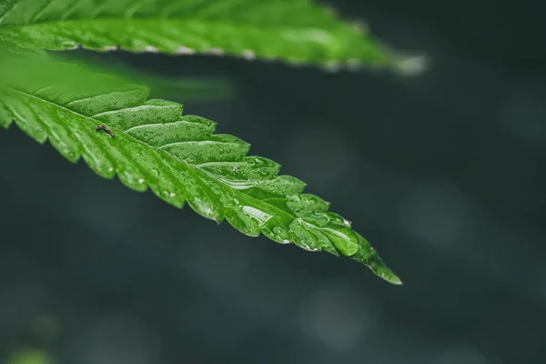 Marihuana Sämlinge Haben Einen Tropfen Wasser Kraut Grünes Blatt — Stockfoto