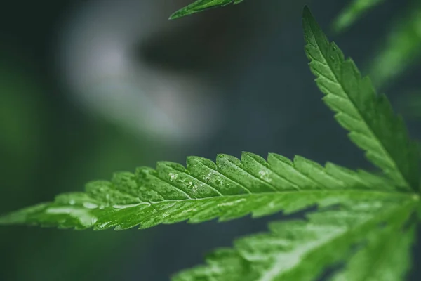 Marihuana Sämlinge Haben Einen Tropfen Wasser Kraut Grünes Blatt — Stockfoto