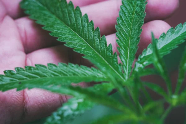 Marijuana Seedlings Have Drop Water Herb Green Leaf — 스톡 사진