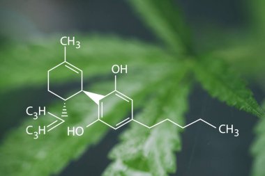 Fosforlu güzel marihuana bitkisi. CBN formülünün görüntüsüyle.