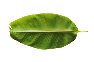 Beyaz arkaplanda muz yaprağı izole