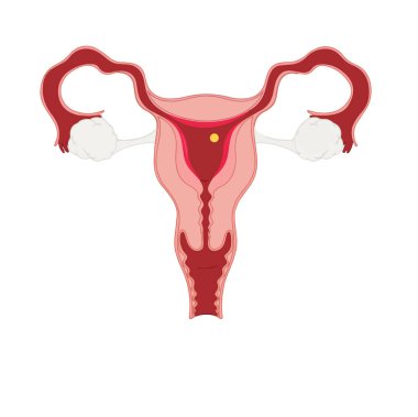 Düz biçimli kadın üreme sistemi renkli ikon kadın üreme sistemi