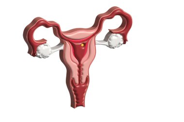 Bir kadının üreme sisteminin anatomisi için üreme sistemi