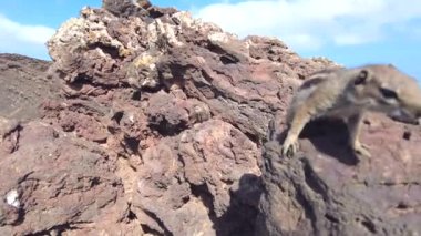 Kanarya Adaları, Fuerteventura adasının kuzey kıyısındaki Corralejo yakınlarındaki Caldern Hondo volkanı kraterinde çok meraklı bir sincap. İspanya