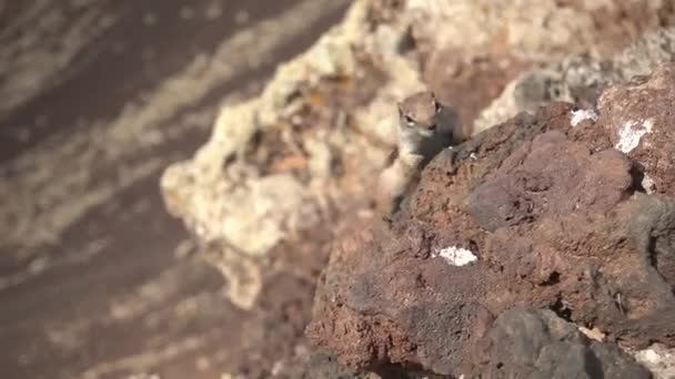 Écureuil Sauvage Très Curieux Dans Cratère Volcan Caldern Hondo Près — Video