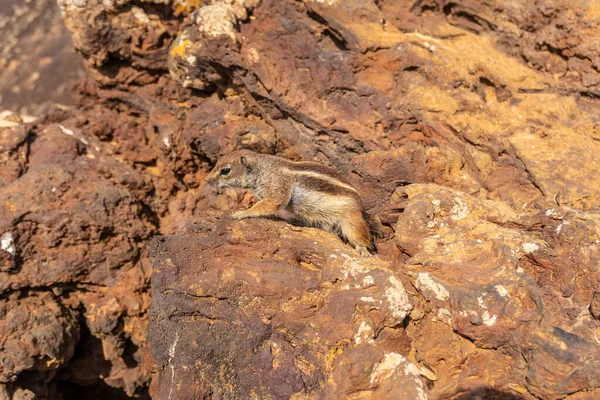 กระรอกป าในปล องภ เขาไฟ Calderon Hondo ใกล Corralejo ชายฝ งทางเหน — ภาพถ่ายสต็อก