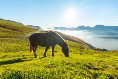 Larrau Dağı 'nın tepesinde gün doğumunda bedava atlar, arka planda fındık denizi. Fransa 'nın Pireneler-Atlantiklerinde, Irati ormanlarında
